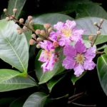 Sugar Support banaba