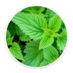 Eternum nettle-150x150