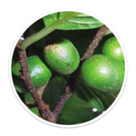 Eternum pygeum-africanum-150x150