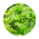 Eternum saw-palmetto-150x150